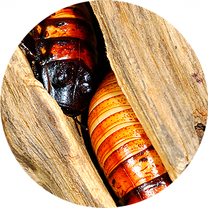 FUMIGACION DE CHINCHE DE CAMA , FUMIGACION DE CHINCHE DE CAMA DF